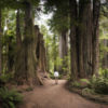 Man walking on path surrounded by large redwood trees