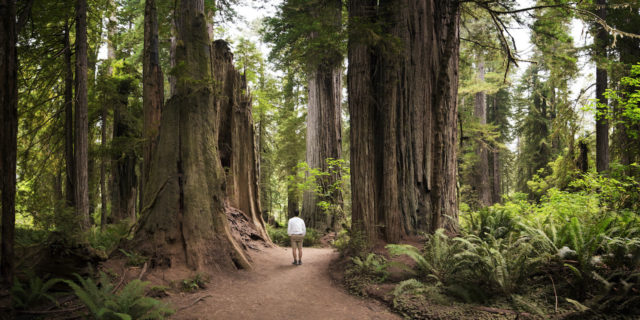 Man walking on path surrounded by large redwood trees