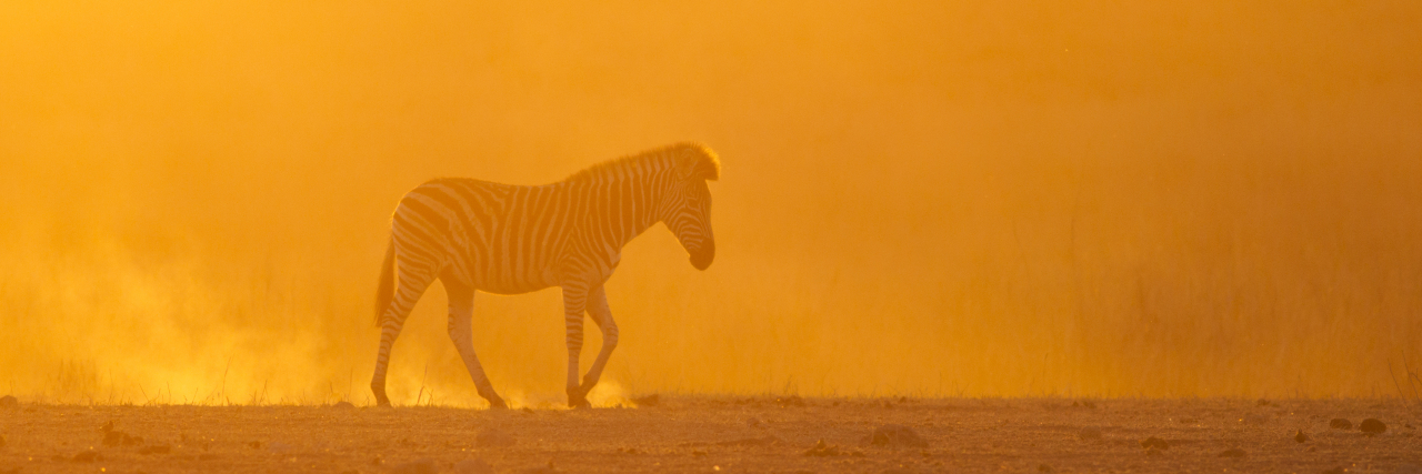 What I Didn't Expect After My Common Variable Immune Deficiency Diagnosis Zebra in a field at sunset.