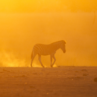 Zebra in a field at sunset.