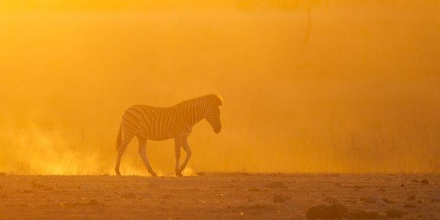 What I Didn't Expect After My Common Variable Immune Deficiency Diagnosis Zebra in a field at sunset.
