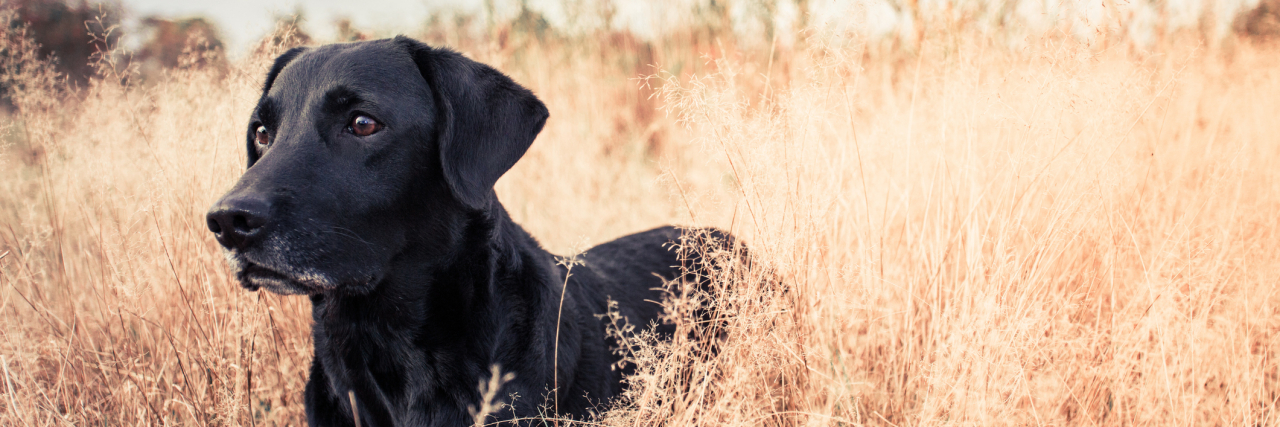 What These Bipolar Disorder Metaphors Get Right (and Wrong) Black dog lying in grass