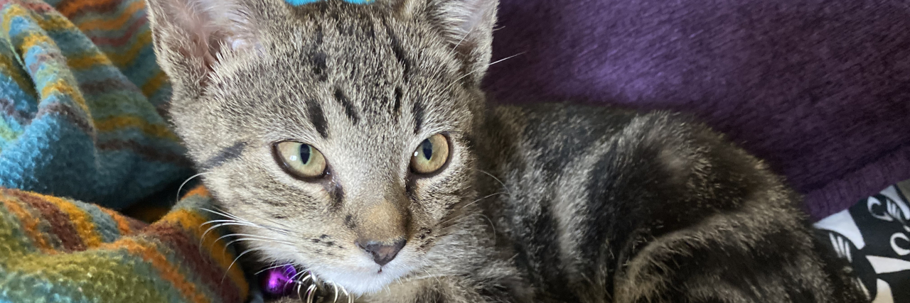 Emotional Support Animals and Service Dogs Should Be Covered By Insurance Becca's gray tabby cat, Achilles.