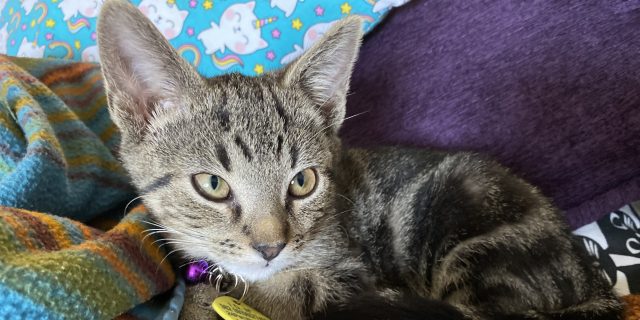 Emotional Support Animals and Service Dogs Should Be Covered By Insurance Becca's gray tabby cat, Achilles.