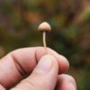 close up photo of a person's hand holding a tiny light brown mushroom