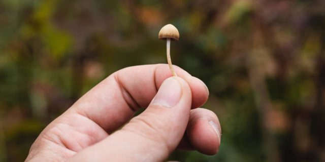 I Was Part of a 'Magic Mushrooms' Drug Trial for Treatment-Resistant Depression close up photo of a person's hand holding a tiny light brown mushroom