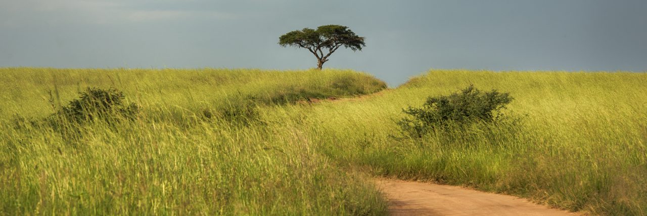 A dirt road cuts through tall grasses on the African savannah.