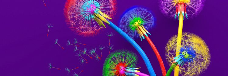 3 neon colored dandelions (red, blue green variants) against a bright purple background