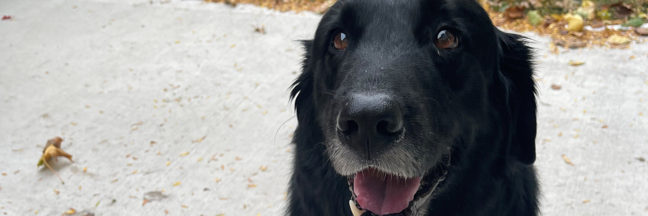 An Airline Violated My Rights as a Traveler With a Service Dog The author's service dog, a black dog with a white chest, sits on the sidewalk.