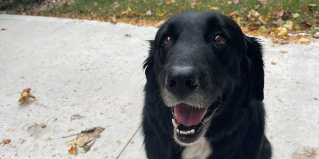 What I Would Tell the Airline That Refused to Let Me Travel With My Service Dog The author's service dog, a black dog with a white chest, sits on the sidewalk.