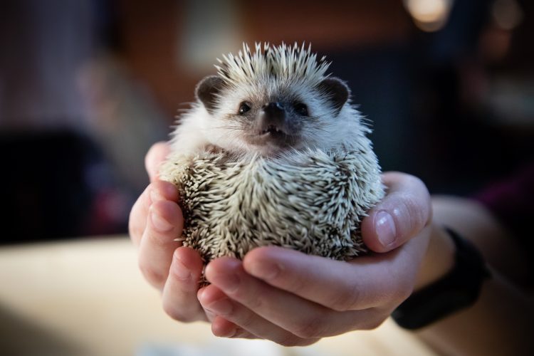 Domestic hedgehog in the hands of woman, closeup