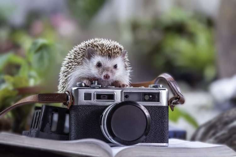 A beautiful white hedgehog with a black camera and making eye contact.