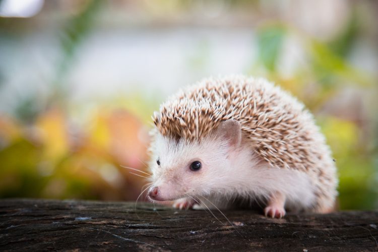 Cute hedgehog sitting on a log