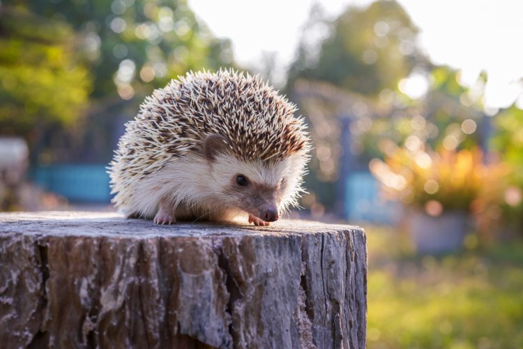 A beautiful young hedgehog sitting on a soft tree stump in the morning