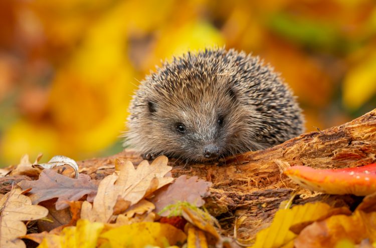 Hedgehog, (Scientific name: Erinaceus Europaeus) Wild, native, European hedgehog in Autumn foraging on a fallen log with colourful orange and yellow leaves. Horizontal. 