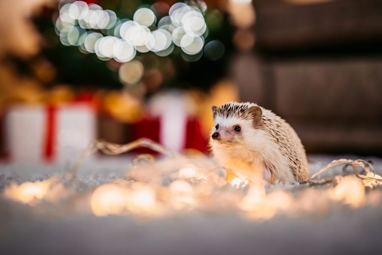 Hedgehog at Christmas time. Lights are blurred out all around him and there are presents in the background