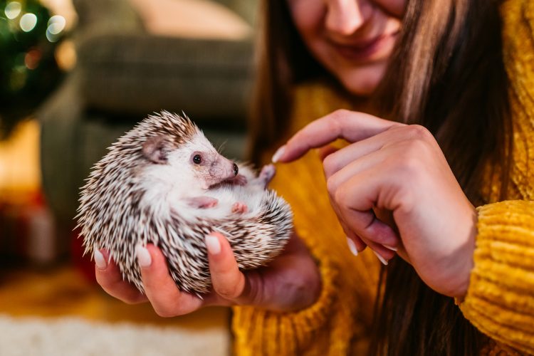 Young Caucasian woman and her African pygmy hedgehog at Christmas.