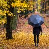 Woman in black with umbrella walking on path covered with bright leaves