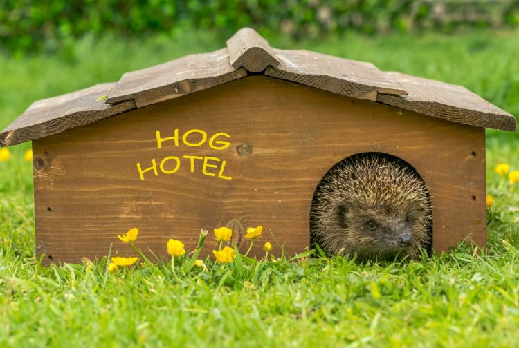 Hedgehog in Springtime emerging from his hedgehog house, the Hog Hotel. Facing forward on green grass lawn with yellow buttercups. Horizontal.