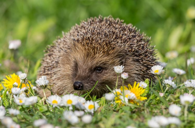 Hedgehog, Scienitifc name: Erinaceus Europaeus. Wild, native, European hedgehog in Springtime with white daisies and yellow dandelions. Facing forward. Copy space. Horizontal.