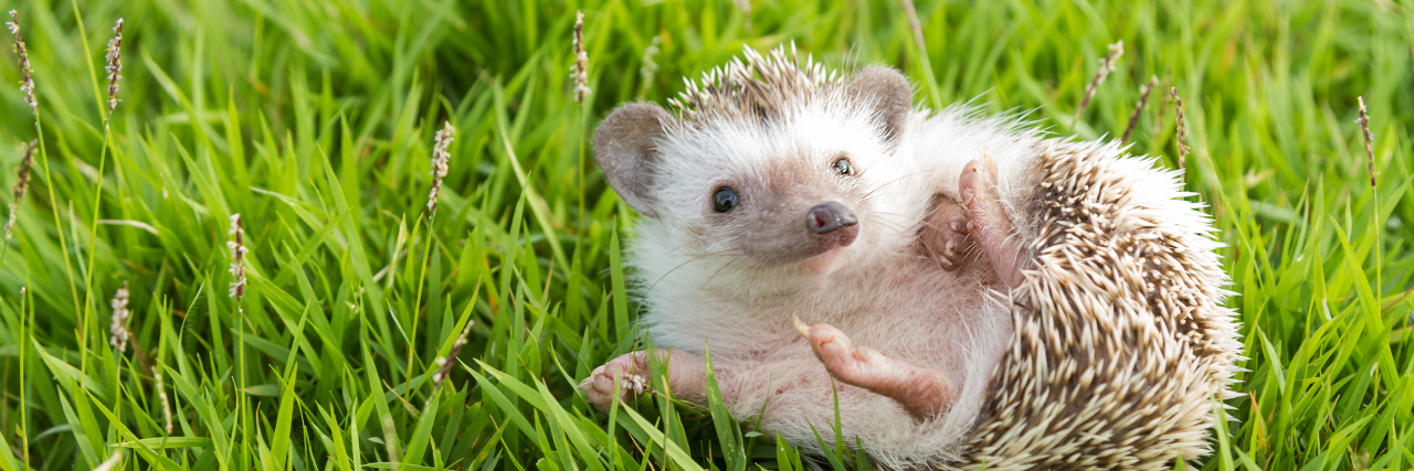 10 Things You Need to Know About Antibiotics (Featuring Hedgehogs) Hedgehog in the garden , African pygmy hedgehog