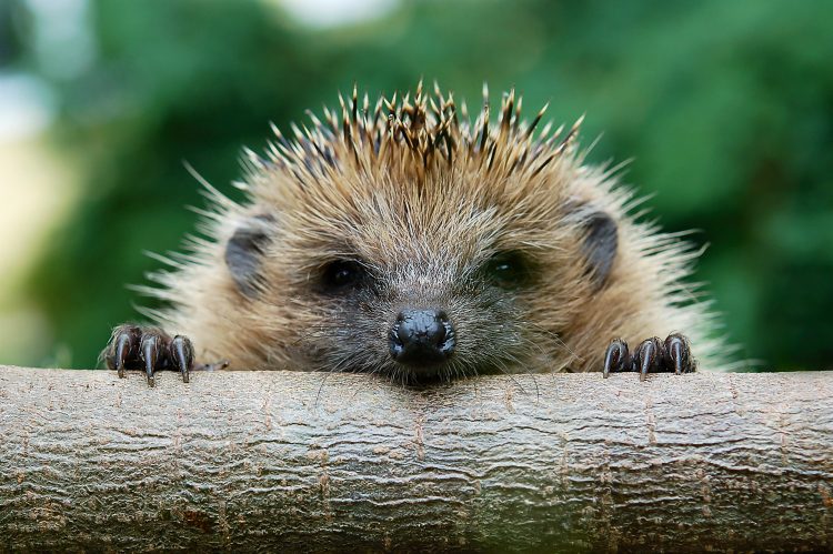 Face of young hedgehog climbing over a piece of wood