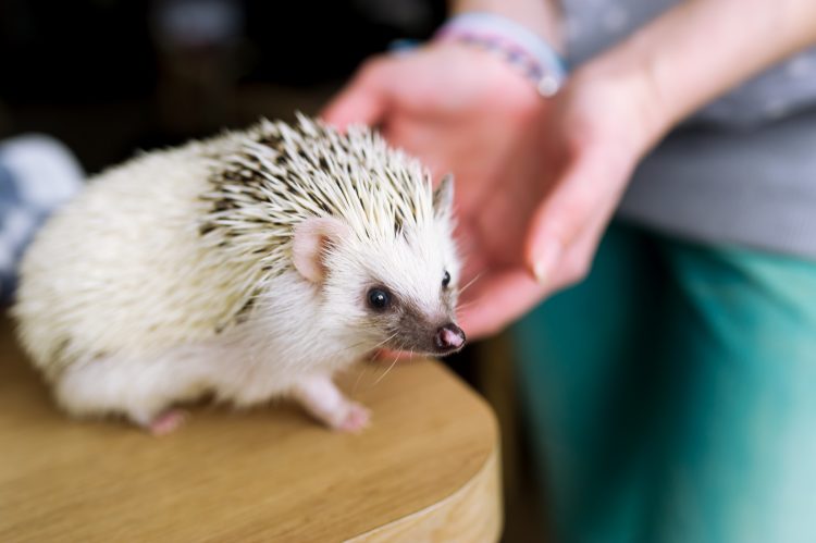 The woman takes the African hedgehog in hand