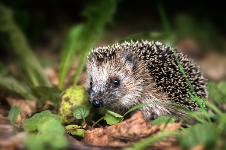 little young hedgehog (Erinaceus europaeus) in autumn forest looking for food in the undergrowth, selected focus, narrow depth of field