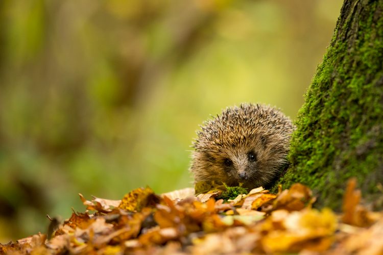 Little hedgehog peaks out from behind a tree in the fall with leaves on the ground.