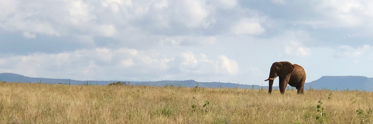 Mourning My Period Through Eating Disorder Recovery and Amenorrhea Elephant in grasslands in Kenya
