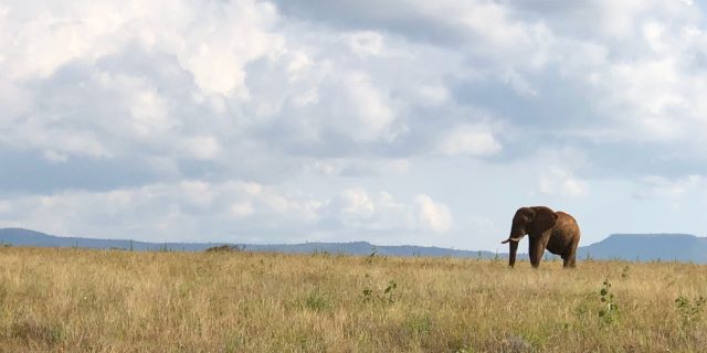 Elephant in grasslands in Kenya