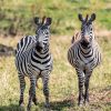 Zebras on the savannah