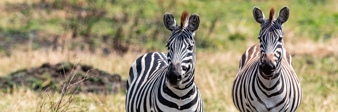 How I'm Advocating for Ehlers-Danlos Syndrome Awareness and Treatment Zebras on the savannah