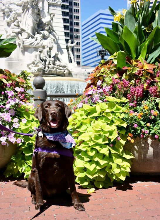 Ruby the chocolate Lab outside in a garden.