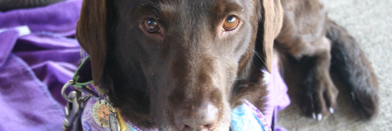 Ruby the Therapy Dog Shows What's Paws-Able in Life With Epilepsy Ruby the therapy dog wearing a purple harness.