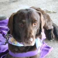 Ruby the therapy dog wearing a purple harness.