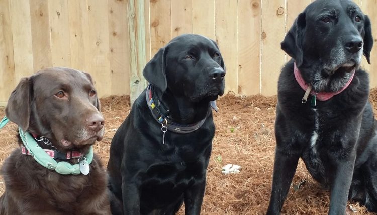 Ruby with her siblings, two black Labs.