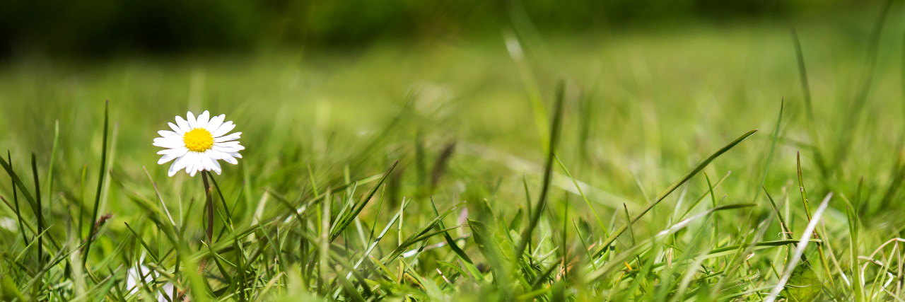 Am I Being 'Negative' By Admitting My Reality With Chronic Illness? Single daisy in a weedy lawn.