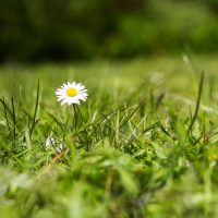 Single daisy in a weedy lawn.