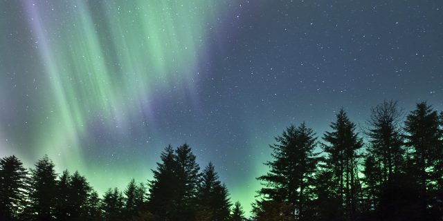 Northern lights with a spruce forest