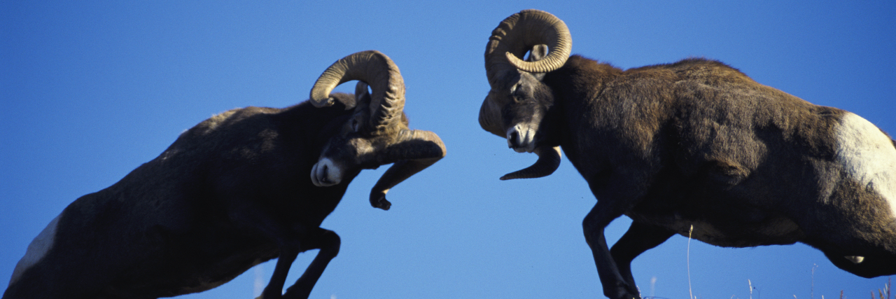 Stop Pitting Mental Illness and Physical Disability Against Each Other Two mountain sheep butting heads.