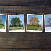Four photos of trees pinned to a dark cork board