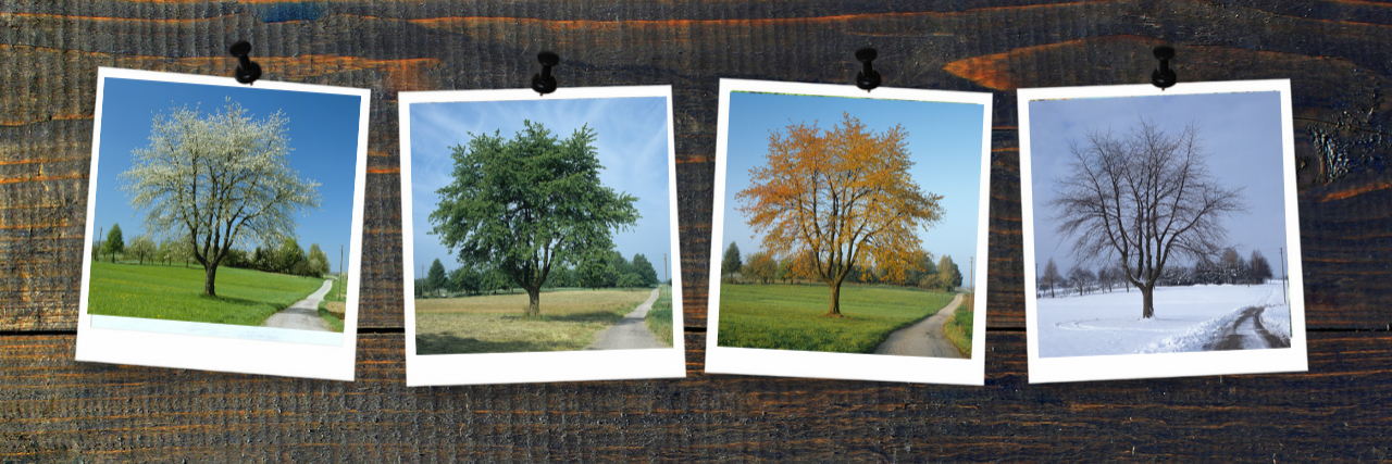 The Circle of Life Within a Trauma Survivor Four photos of trees pinned to a dark cork board
