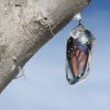 A chrysalis with a Monarch butterfly inside hangs from a tree branch.