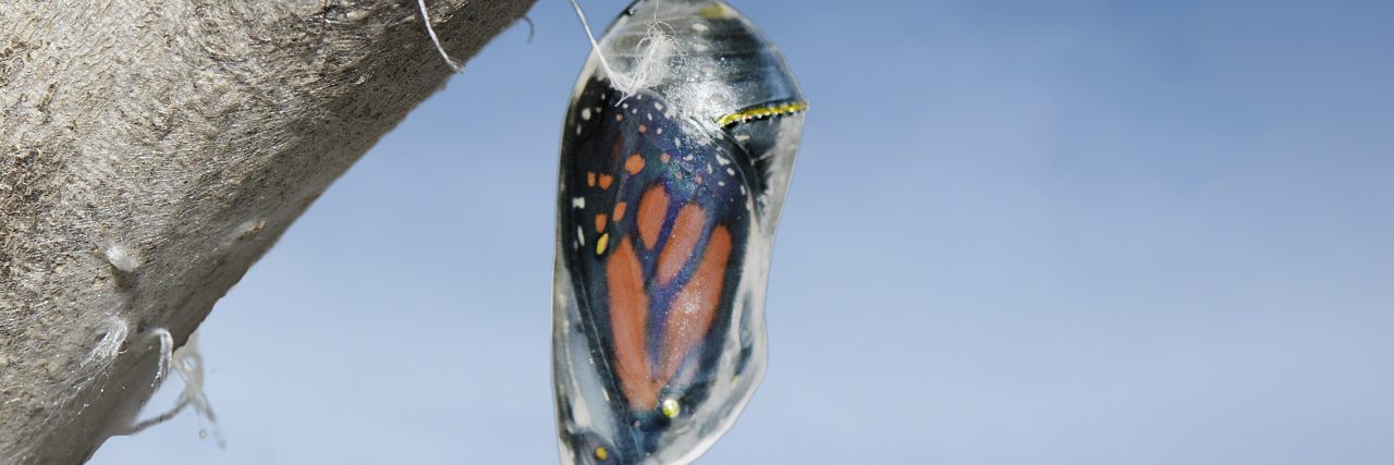 A chrysalis with a Monarch butterfly inside hangs from a tree branch.