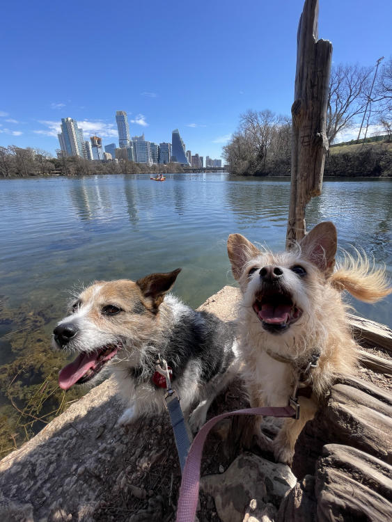 Dogs at the lake.