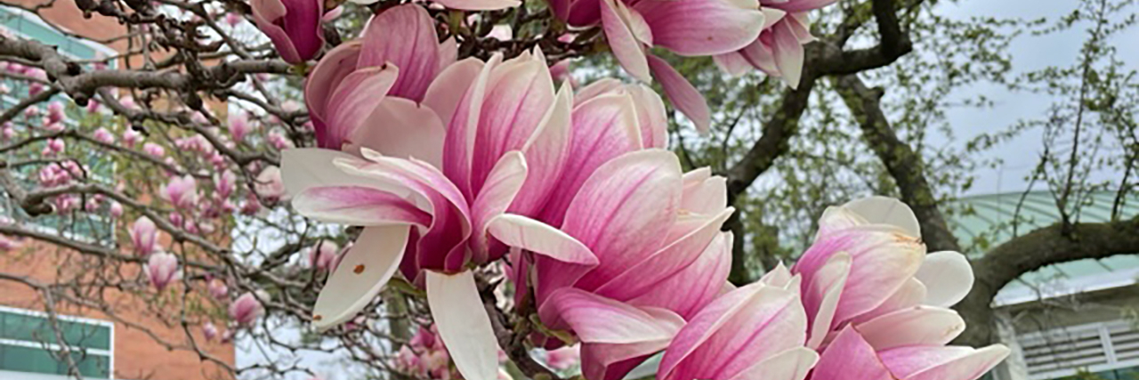 Close up of pink and white magnolia flower blooms. Background shows a green bush, a building, and other flowers on the same tree.