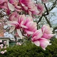 Close up of pink and white magnolia flower blooms. Background shows a green bush, a building, and other flowers on the same tree.
