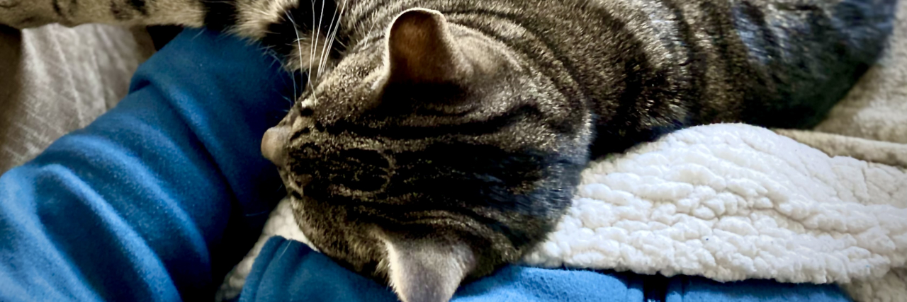 The Difference Between an Emotional Support Animal and a Service Dog Becca petting her cat.