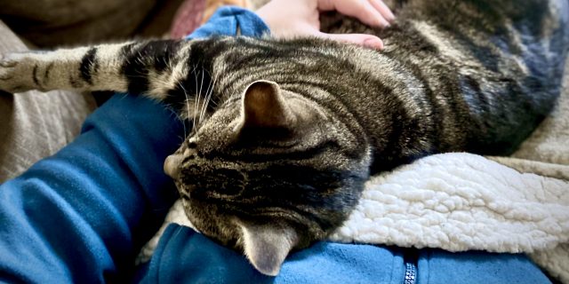 The Difference Between an Emotional Support Animal and a Service Dog (and Why That's Important) Becca petting her cat.